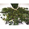 筠连苦丁茶2